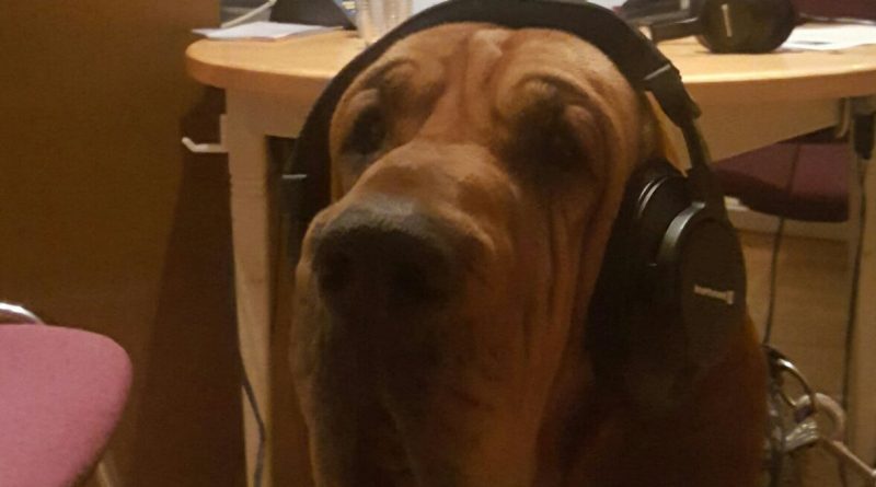 Hund mit Kopfhörer